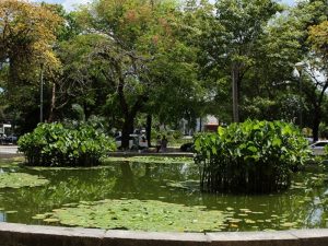 Festa da Vitória Régia acontece em dezembro com edição especial