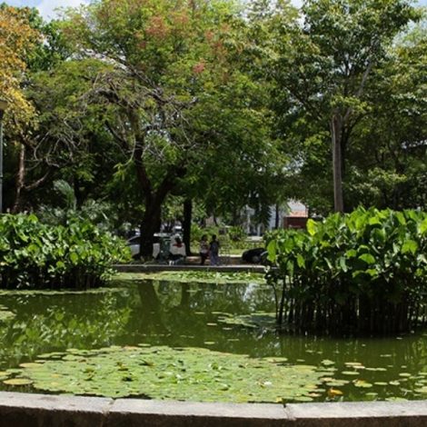 Festa da Vitória Régia acontece em dezembro com edição especial