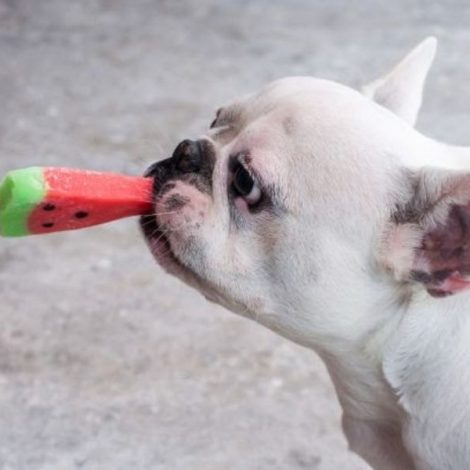 Dicas de cuidados e receitas para os pets em dias quentes