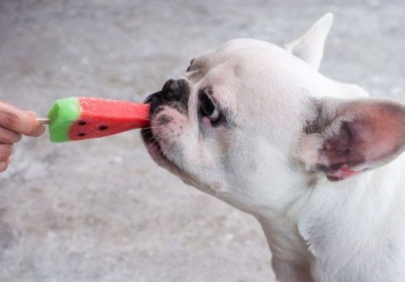Dicas de cuidados e receitas para os pets em dias quentes