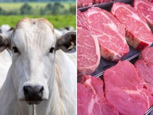 vaca louca